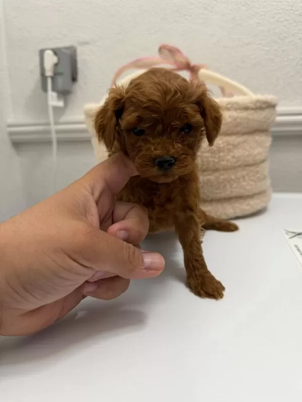 Red Brown Toy Poodle Yavrular