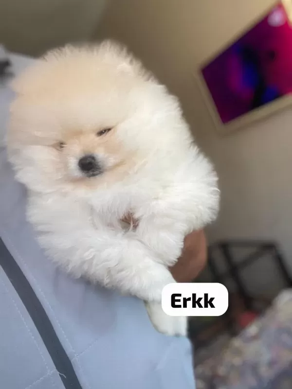 4 Farklı Dişi Erkek Pomeranian Yavrular