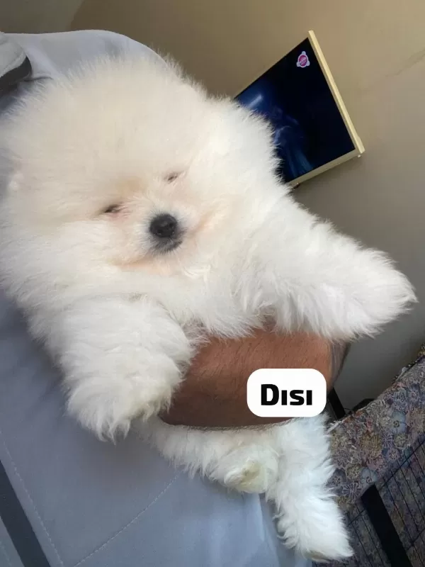 4 Farklı Dişi Erkek Pomeranian Yavrular