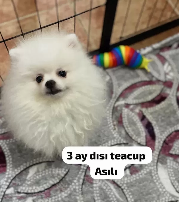 4 Farklı Dişi Erkek Pomeranian Yavrular