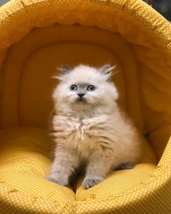 British Longhair Yavrularim