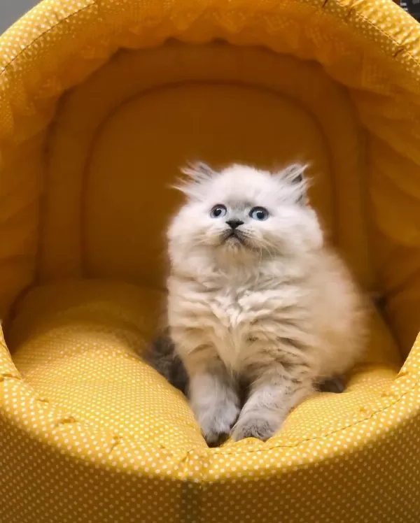 British Longhair Yavrularim