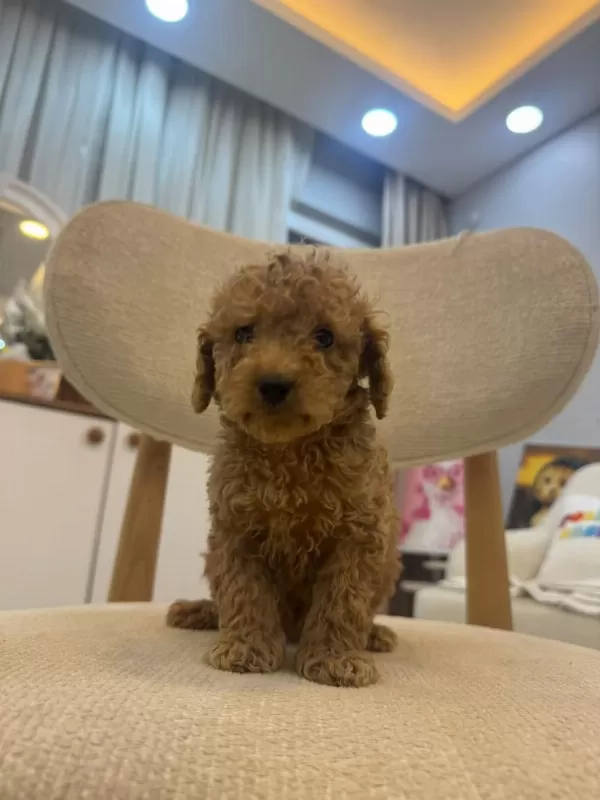 Sevimli Maltipoo Yavrularimiz