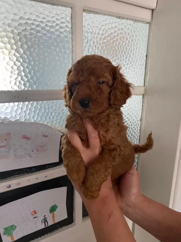 Red Brown Poodle Yavrular Ev Üretimi