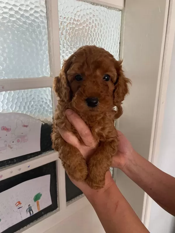 Red Brown Poodle Yavrular Ev Üretimi