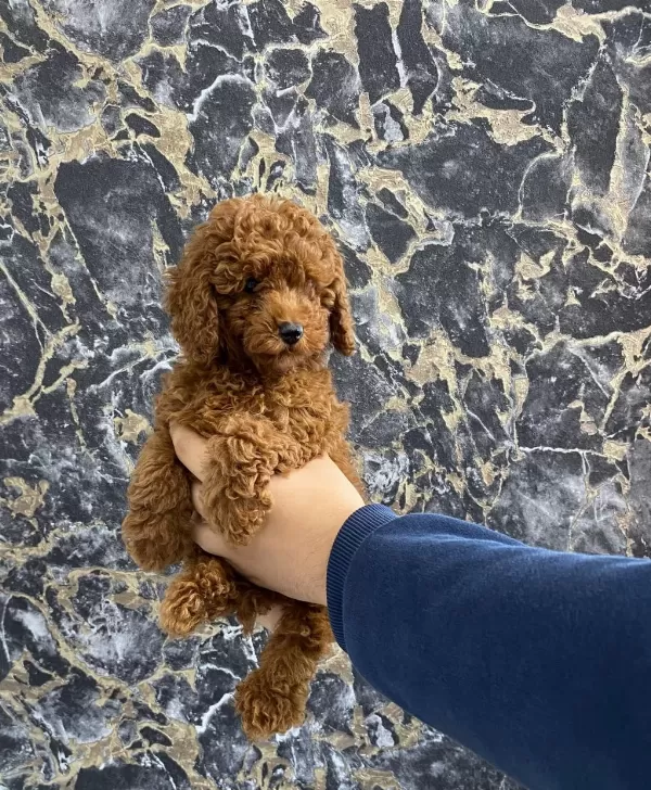 Toy Poodle Yavrularım Orijinal