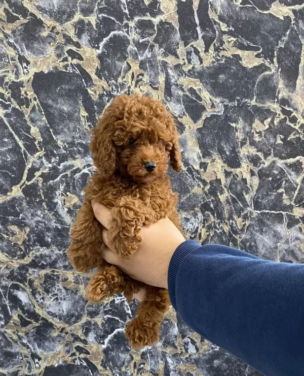 Toy Poodle Yavrularım Orijinal