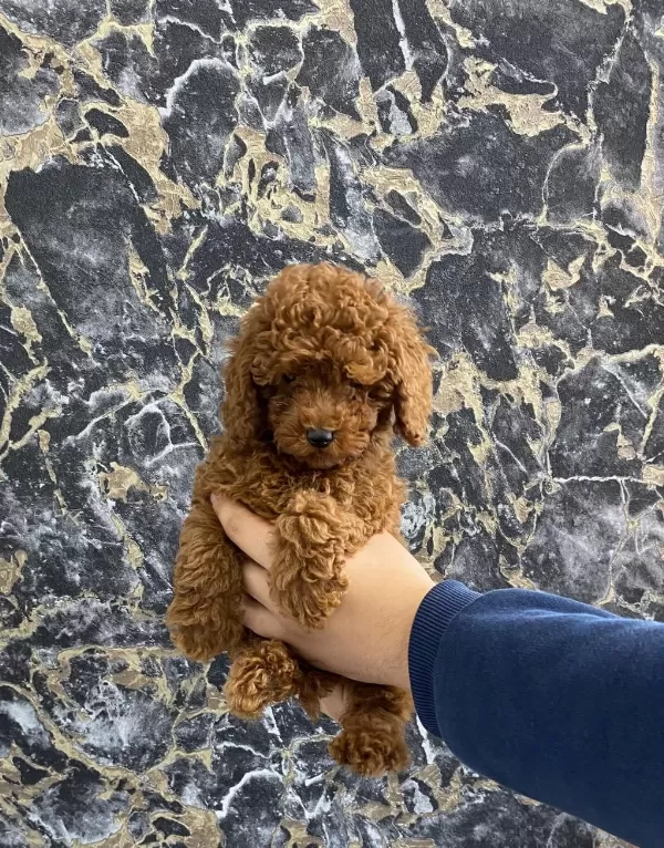 Toy Poodle Yavrularım Orijinal