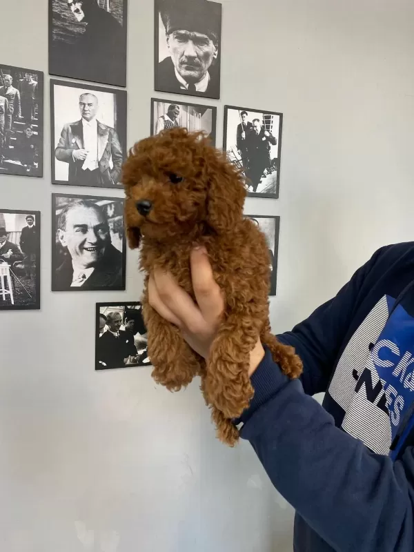Red Brown Poodle Yavrular Wc Egitimli