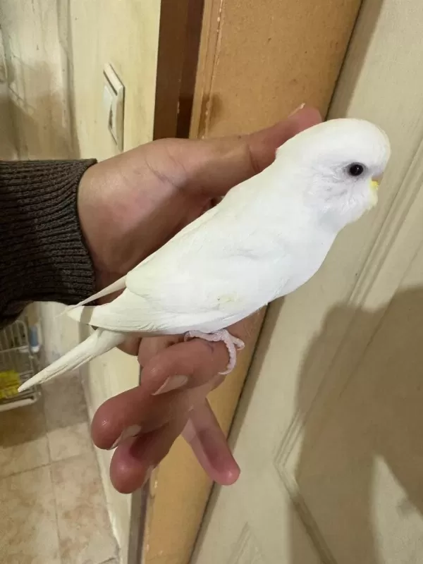 29 Günlük Albino Dişi Bebek Muhabbet Kuşu