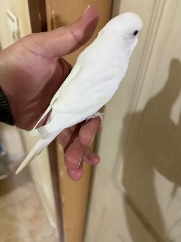 29 Günlük Albino Dişi Bebek Muhabbet Kuşu