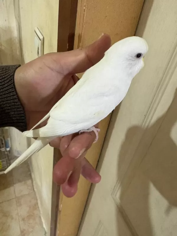 29 Günlük Albino Dişi Bebek Muhabbet Kuşu