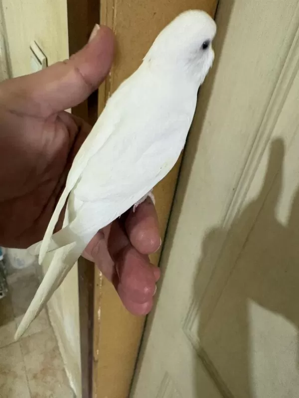 29 Günlük Albino Dişi Bebek Muhabbet Kuşu