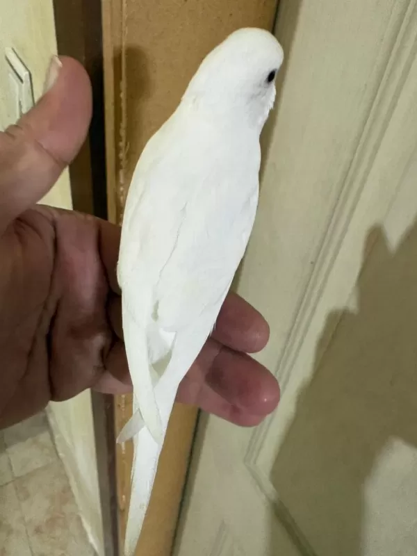 29 Günlük Albino Dişi Bebek Muhabbet Kuşu