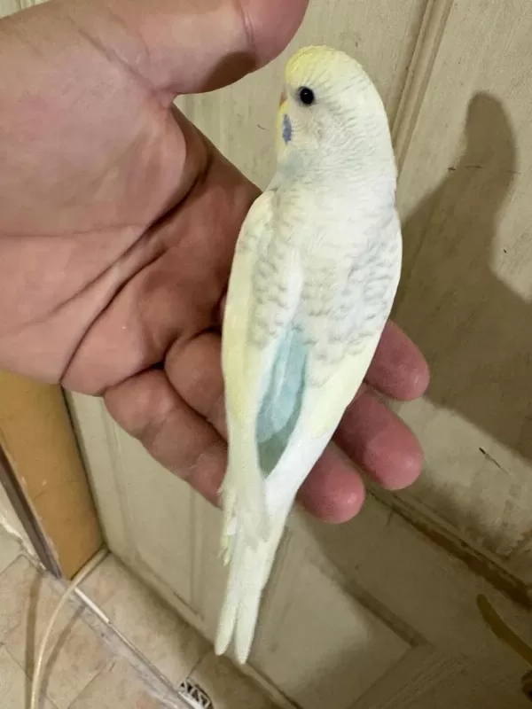 30 Günlük Renk Güzeli Oğlan Muhabbet Kuşu