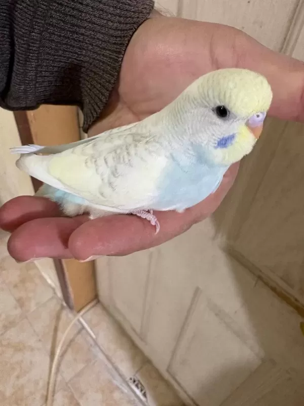 30 Günlük Renk Güzeli Oğlan Muhabbet Kuşu