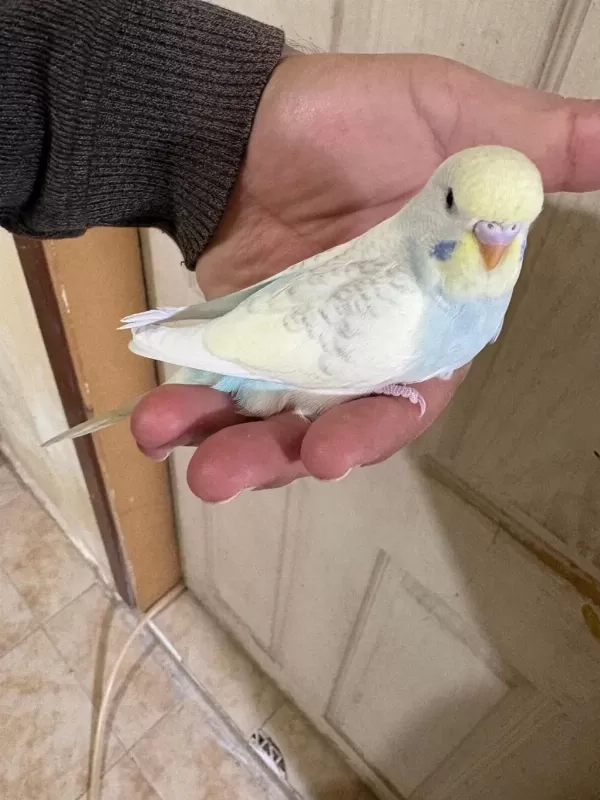 30 Günlük Renk Güzeli Oğlan Muhabbet Kuşu