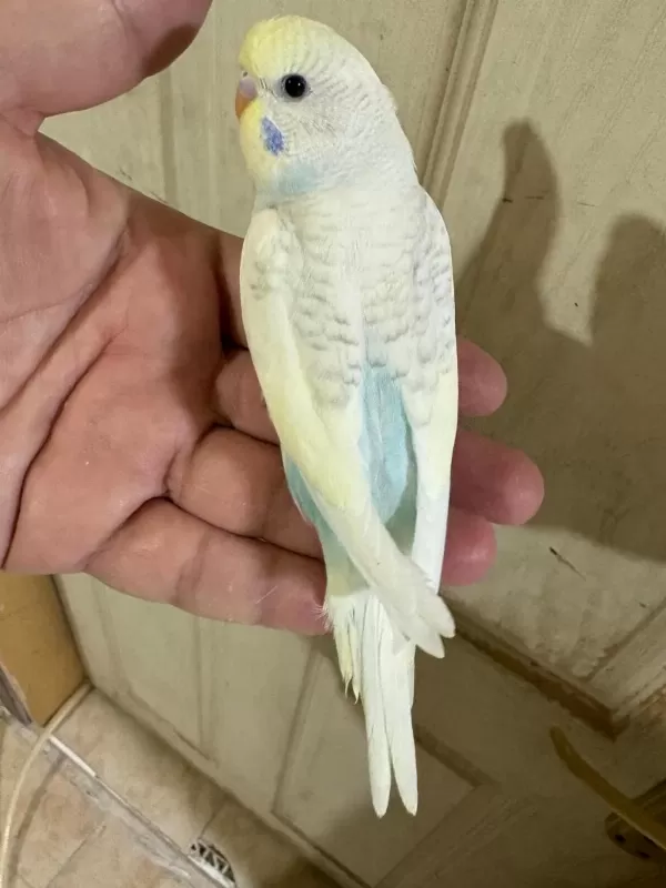 30 Günlük Renk Güzeli Oğlan Muhabbet Kuşu