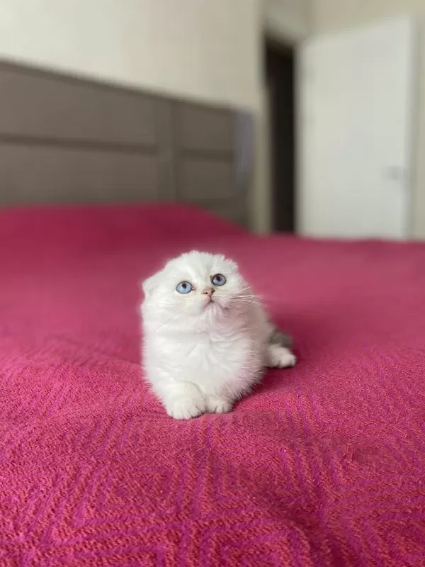 Masmavi Gözlere Sahip Scottish Fold Yavrularim