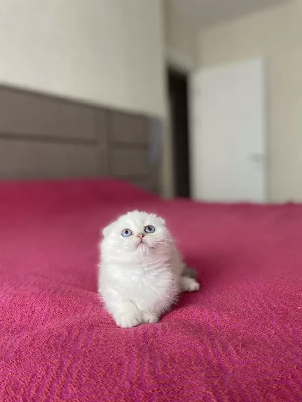 Masmavi Gözlere Sahip Scottish Fold Yavrularim
