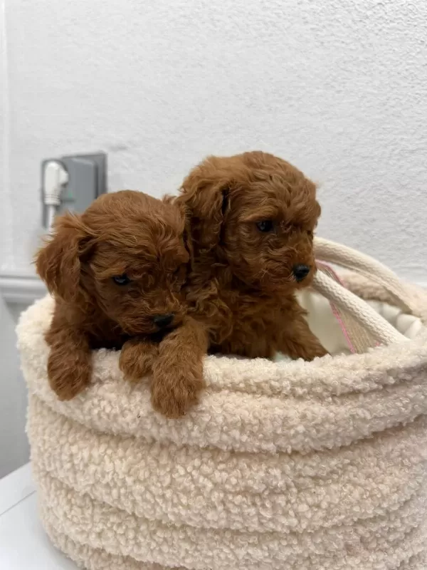 Üst Kalitede Toy Poodle Yavrular Sakarya