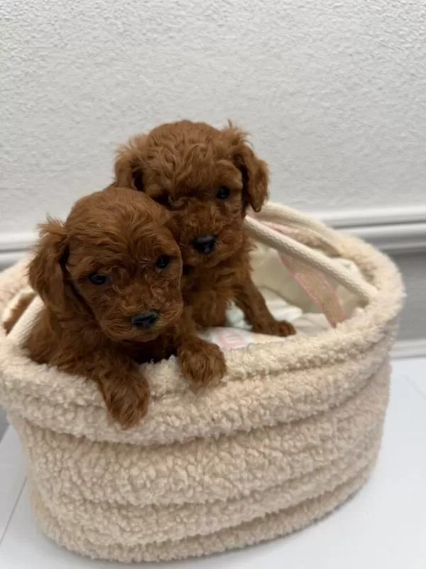 Üst Kalitede Toy Poodle Yavrular Sakarya