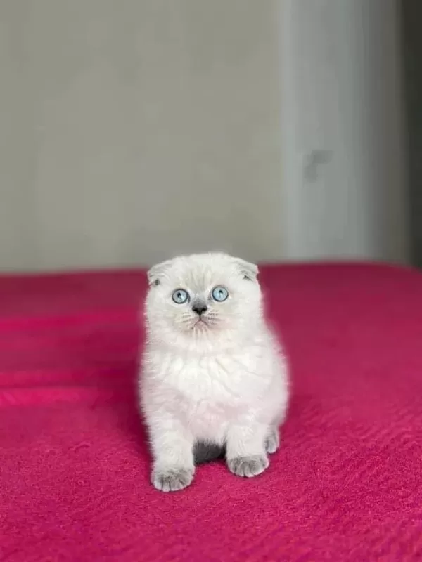 Scottish Fold Blue Point Yavrularim