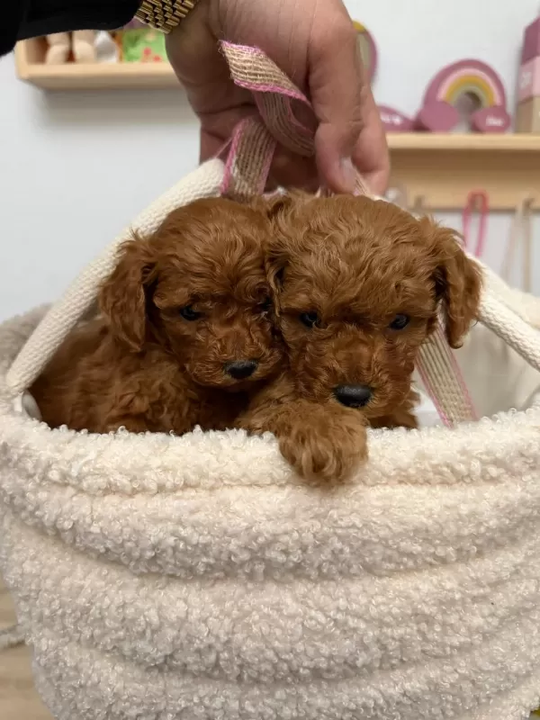 Premium Toy Poodle Yavrular Kocaeli