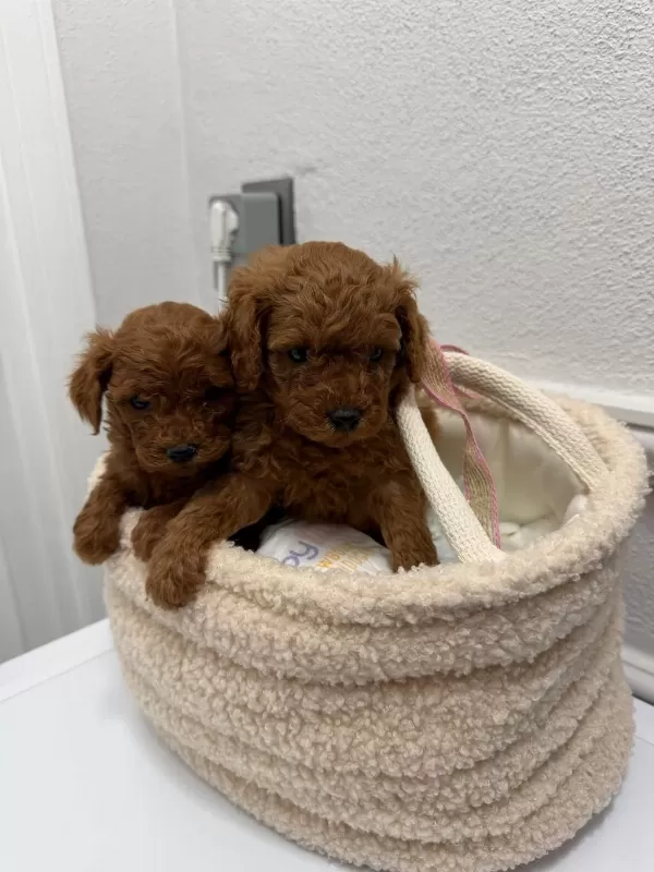 Premium Toy Poodle Yavrular Kocaeli