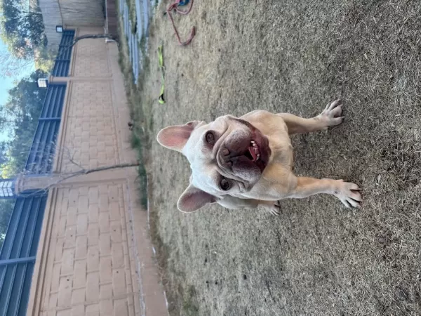 Lilac Tan Platinyum Dişi French Bulldog