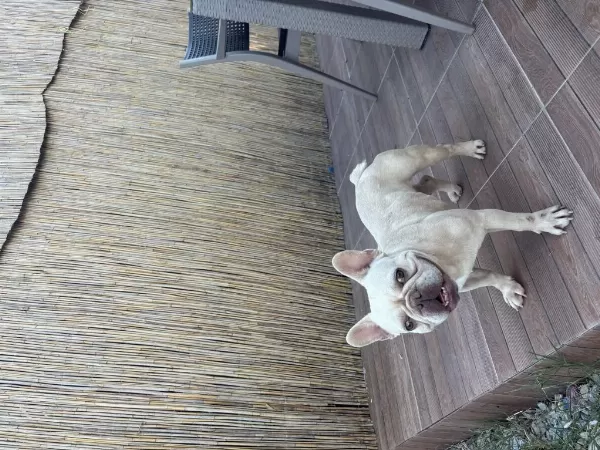 Lilac Tan Platinyum Dişi French Bulldog