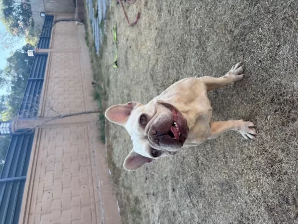 Lilac Tan Platinyum Dişi French Bulldog