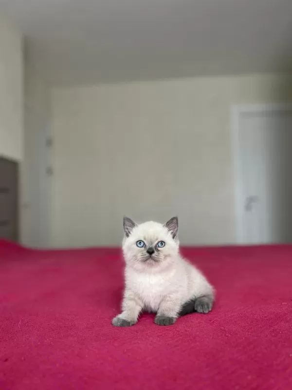 British Shorthair Blue Point Yavrum
