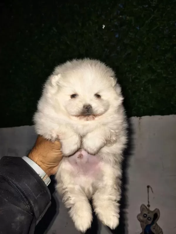 Pomeranian Boo Yavru Köpeğimiz