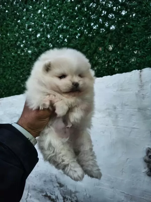Pomeranian Boo Yavru Köpeğimiz