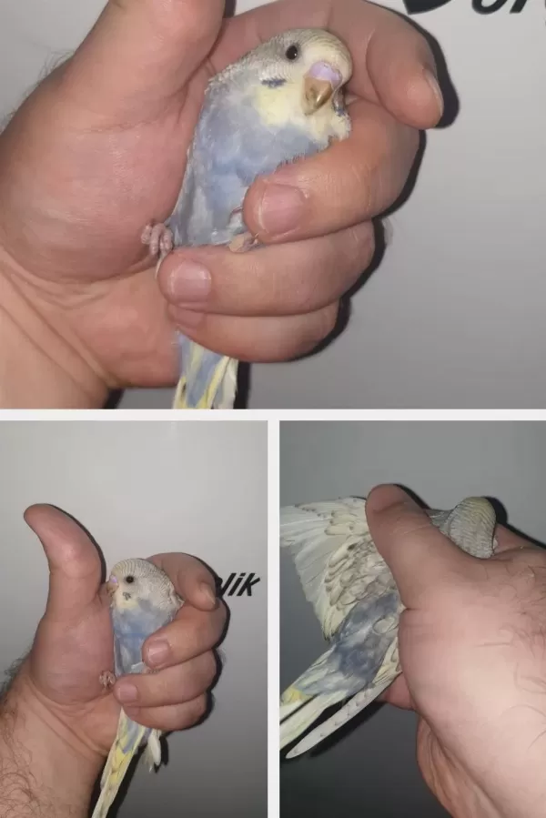 35-38 Günlük Ev Yetiştirmesi Harika Renklerde Kuşlar