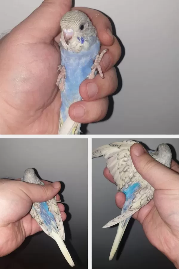 35-38 Günlük Ev Yetiştirmesi Harika Renklerde Kuşlar