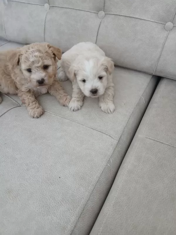 Muhteşem Güzellikte Maltipoo Bebekler