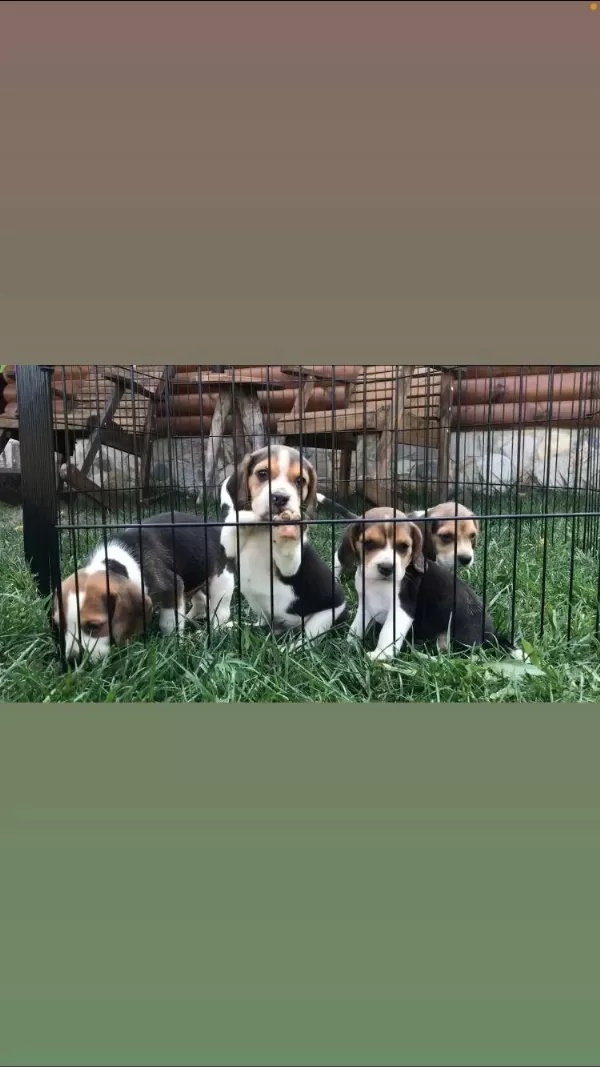 Muhteşem Güzellik Elizabeth Beagle Bebekler