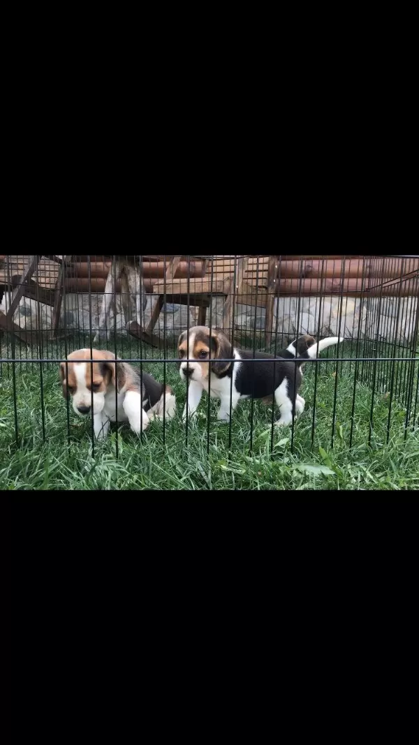 Muhteşem Güzellik Elizabeth Beagle Bebekler