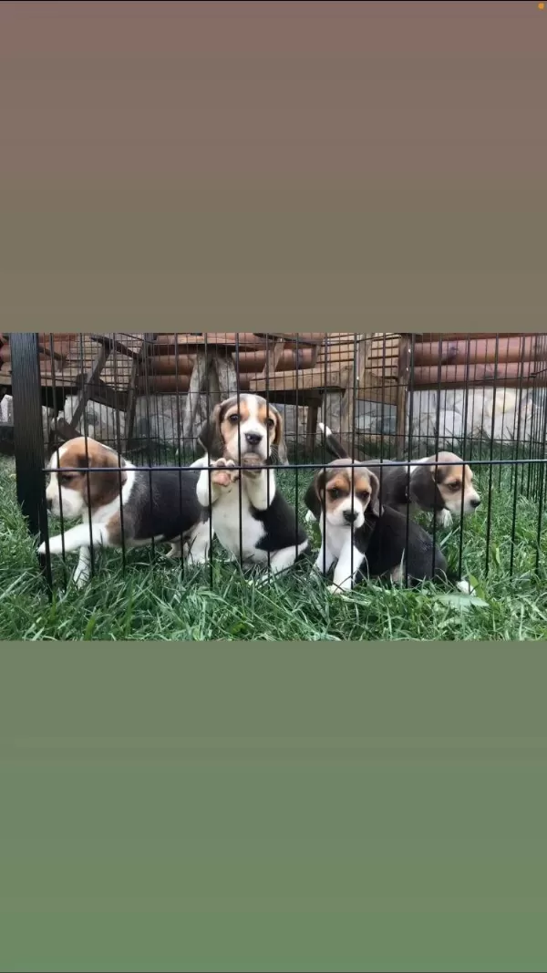 Muhteşem Güzellik Elizabeth Beagle Bebekler