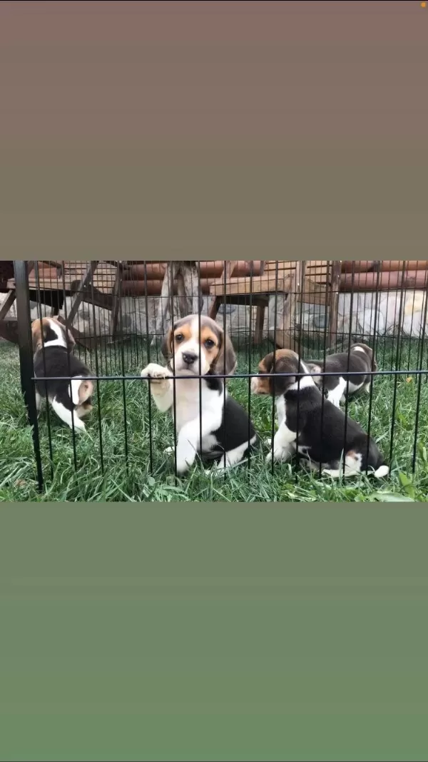Muhteşem Güzellik Elizabeth Beagle Bebekler