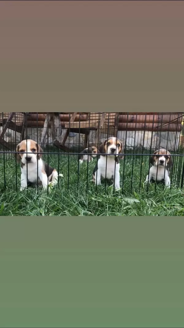 Muhteşem Güzellik Elizabeth Beagle Bebekler