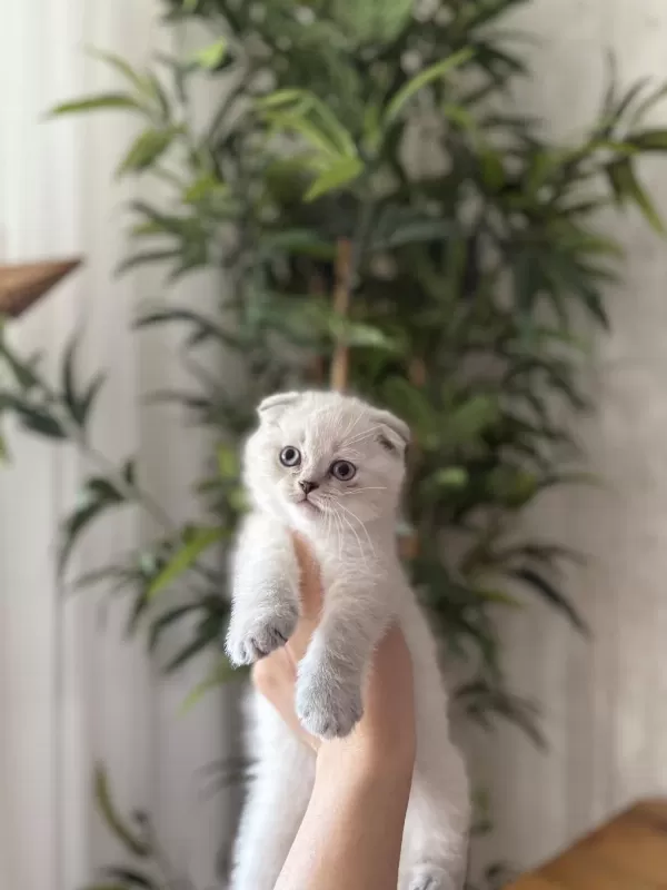Scottish Fold Silver Yavrularim