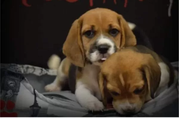 Show Güzellikte Elizabeth Beagle Yavrular