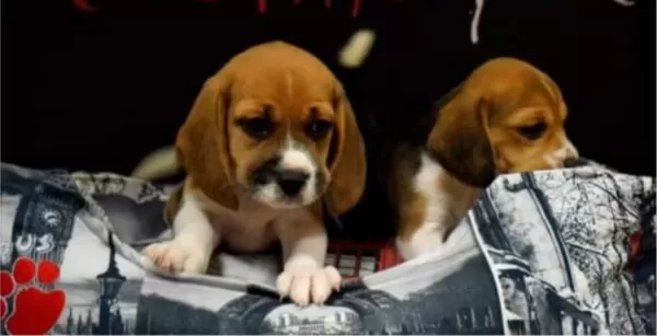 Show Güzellikte Elizabeth Beagle Yavrular