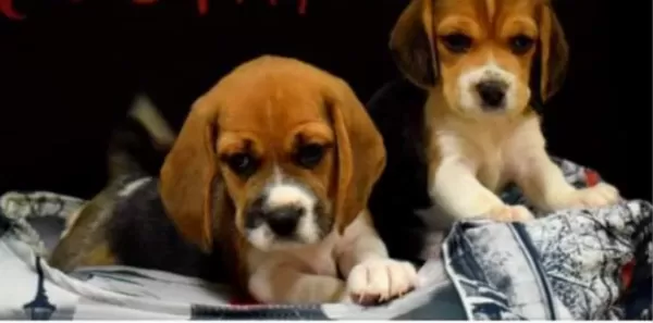 Show Güzellikte Elizabeth Beagle Yavrular