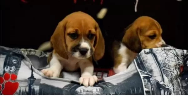 Show Güzellikte Elizabeth Beagle Yavrular