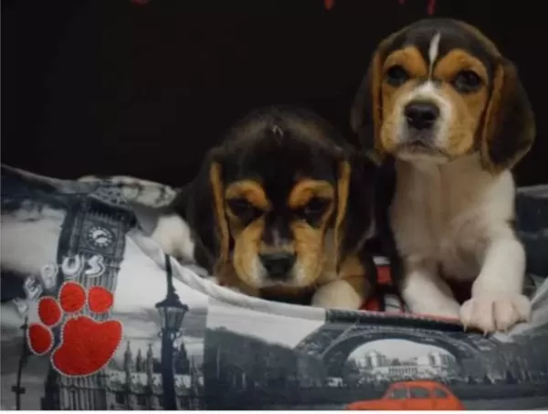 Show Güzellikte Elizabeth Beagle Yavrular