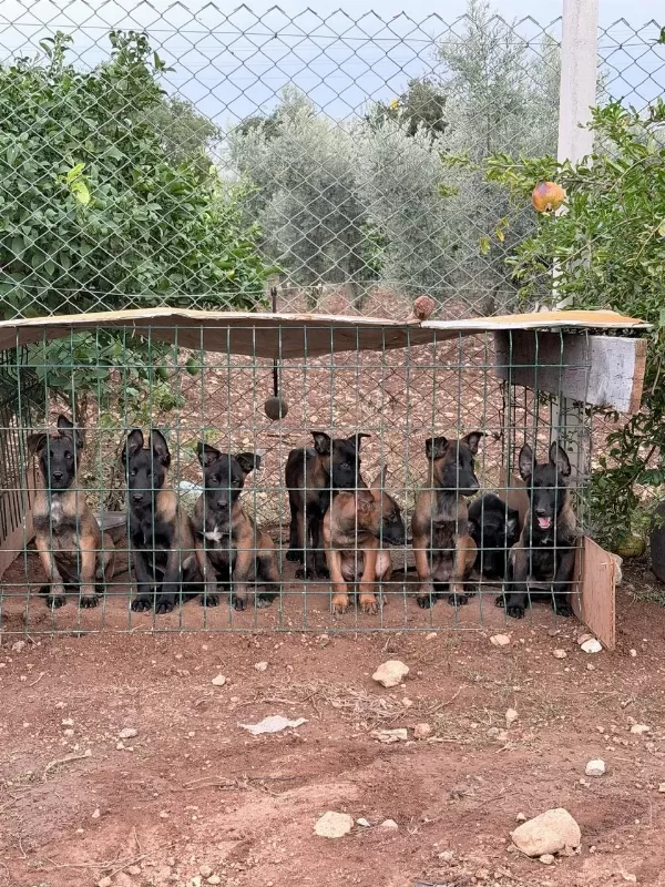 Hırs Kalite Renk Hepsi Birarada Belçika Kurdu